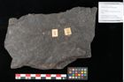 Foto (Objekt + Etikett) von Polypodites latipernuis Ettingshausen (NHMW-GEO-2024-0188-10527)